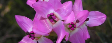Silvermine Nature Reserve: Fynbos Flowers by Month.